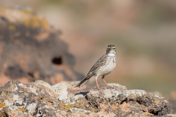 Berthelot's pipit on the rocks in Fuerteventura, Canary Islands, Spain