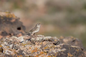 Berthelot's pipit on the rocks in Fuerteventura, Canary Islands, Spain
