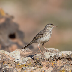 Berthelot's pipit on the rocks in Fuerteventura, Canary Islands, Spain