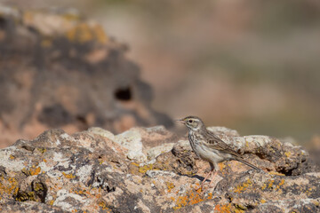 Berthelot's pipit on the rocks in Fuerteventura, Canary Islands, Spain