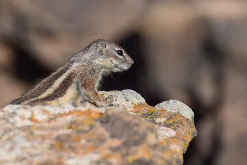 Mountain ground squirrel on the rocks in Fuerteventura, Canary islands, Spain