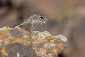 Mountain ground squirrel on the rocks in Fuerteventura, Canary islands, Spain