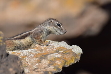 Mountain ground squirrel on the rocks in Fuerteventura, Canary islands, Spain