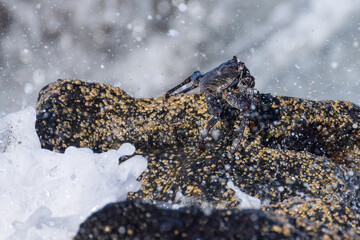 Grapsus adscensionis (Red Rock Crab) at the beach on Fuerteventura, Canary islands, Spain
