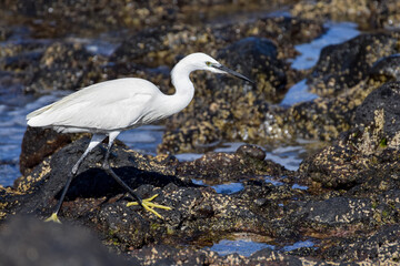 Great egret at the beach in Fuerteventura, Canary islands, Spain