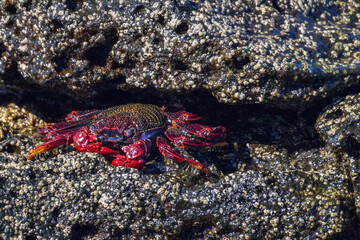 Grapsus adscensionis (Red Rock Crab) at the beach on Fuerteventura, Canary islands, Spain