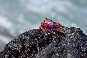 Grapsus adscensionis (Red Rock Crab) at the beach on Fuerteventura, Canary islands, Spain
