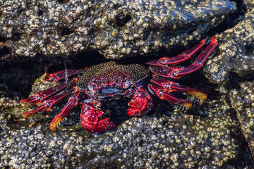Grapsus adscensionis (Red Rock Crab) at the beach on Fuerteventura, Canary islands, Spain