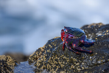 Grapsus adscensionis (Red Rock Crab) at the beach on Fuerteventura, Canary islands, Spain