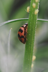 Lady bug on leaf