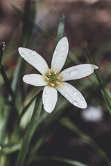 white flower with drops