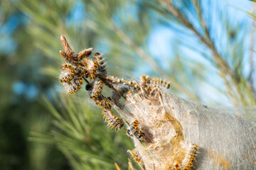  Thaumetopoea processionea. Processionary caterpillars emerging from the nest in a Mediterranean pine tree.