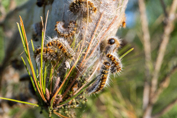  Thaumetopoea processionea. Processionary caterpillars emerging from the nest in a Mediterranean pine tree.