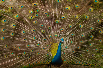 Naklejka premium peacock with feathers