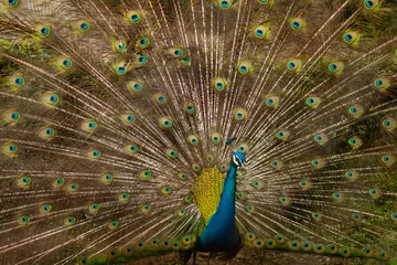Fotobehang peacock with feathers © Ngo