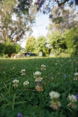 Flowers in the garden