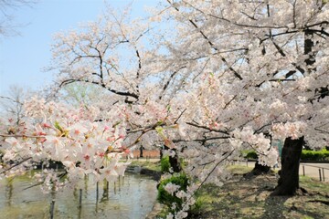 blooming cherry blossom against blue sky