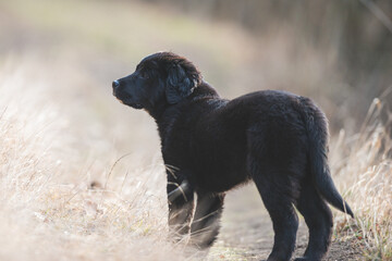 Happy puppy dog running. Black golden retriever