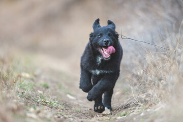 Obraz premium Happy puppy dog running. Black golden retriever