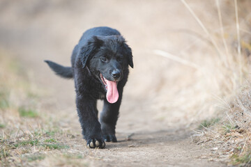 Happy puppy dog running. Black golden retriever