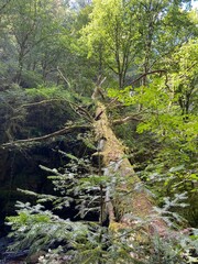 Centre de la France - Corrèze.