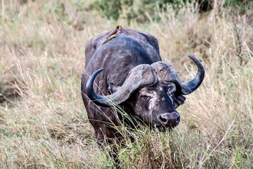 Fototapeta premium cape buffalo masai mara country