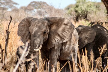 Elephants