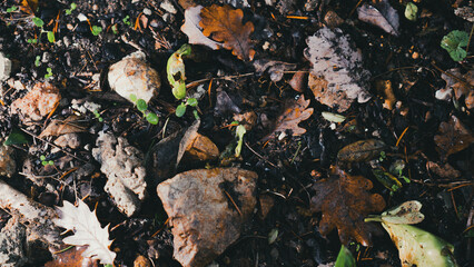 leaves on the ground