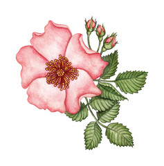 Watercolor wild rose single element isolated on transparent background  for wreaths, frames and other compositions. Pink flower. 