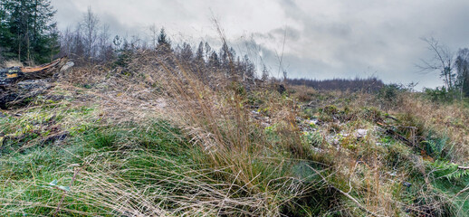 Wogende Gräser im winterlichen Teutoburger Wald