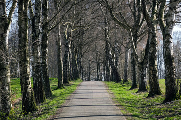 Wunderschöne und idyllische Natur mit prachtvoller Allee von Birkenbäumen mit asphaltiertem Weg...