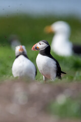 Atlantic puffins amongst the grass on Inner Farne. Part of the Farne Islands nature reserve off the coast of Northumberland, UK