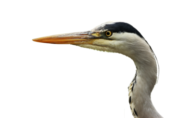 Freigestelltes Portrait eines Graureihers (Ardea cinerea)
