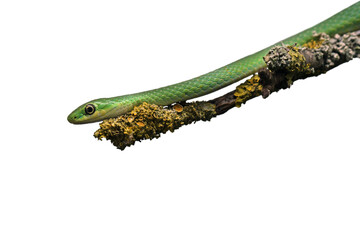 Männliche Raue Grasnatter (Opheodrys aestivus) auf flechtenbewachsenem Zweig, freigestellt
