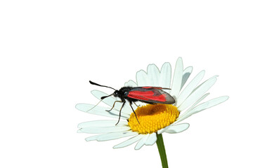 Thymian-Widderchen (Zygaena purpuralis) auf Margerite, freigestellt
