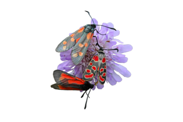 Zygaena purpuralis,Zygaena carniolica und Zygaena filipendulae auf Witwenblume, freigestellt
