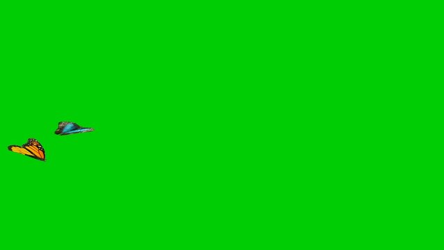 green screen butterfly footage, perfect for advertisements, alerts, signs, intros, outros, etc