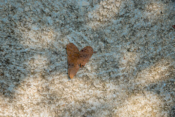 Obraz premium stony ground with faded brown leaf heart shaped.