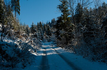 Winter road in a forest. Snow landscape scene.