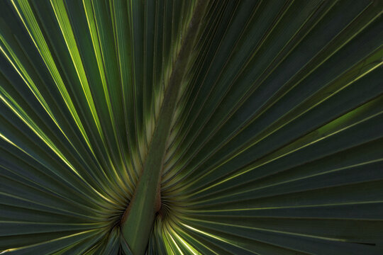 Macro photography detail of a tropical palm leaf © Marcia Straub 