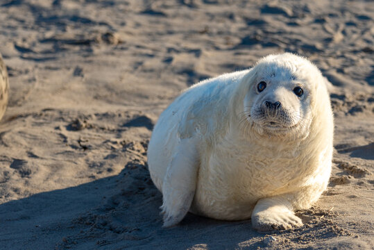 Junge Kegelrobbe am Strand.