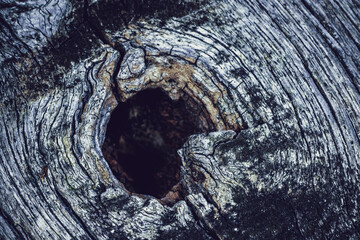 Mysterious hole in an old tree trunk.