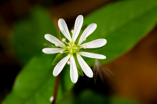 Macro photo of single white giant chickweed flower with blurry background.