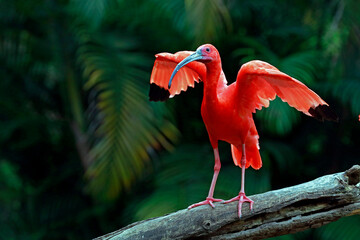 Scarlet ibis on tree trunk with dark forest on background. Brazil