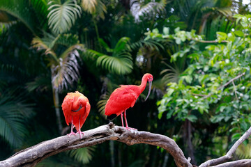 Scarlet ibis on tree trunk with dark forest on background. Brazil