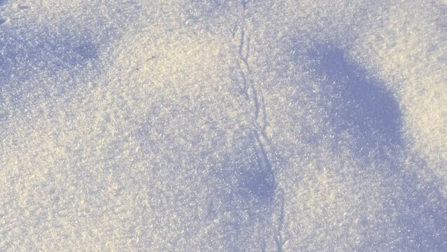 Traces of the beast, traces in the snow. The footprints of little wild animals on the white snow in winter. Everything is covered with snow. Traces of Mouse, Vole, Field mouses.