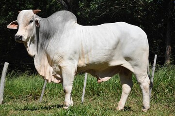 touros da ra&ccedil;a nelore
faz. sant'anna