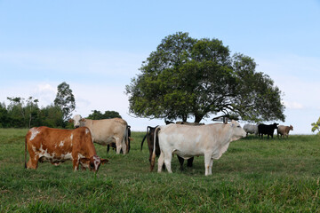 Cattle in green grass pasture with trees on background.  Countryside of Sao Paulo state, Brazil © Casa.da.Photo