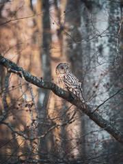 Ural owl on a beech tree in the forest.