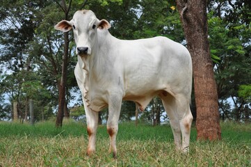 Touros da ra&ccedil;a nelore